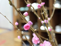 �����åդ�����